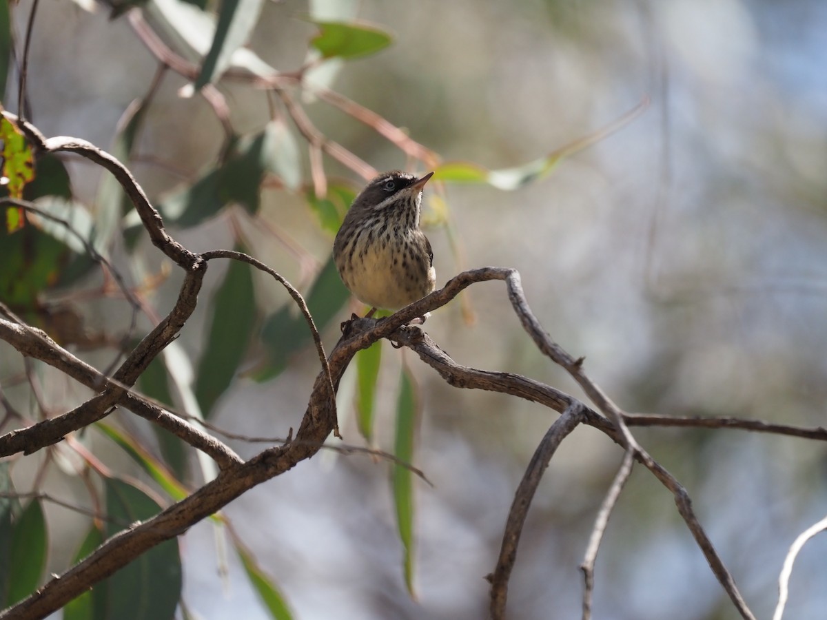 Benekli Serikornis - ML644731840