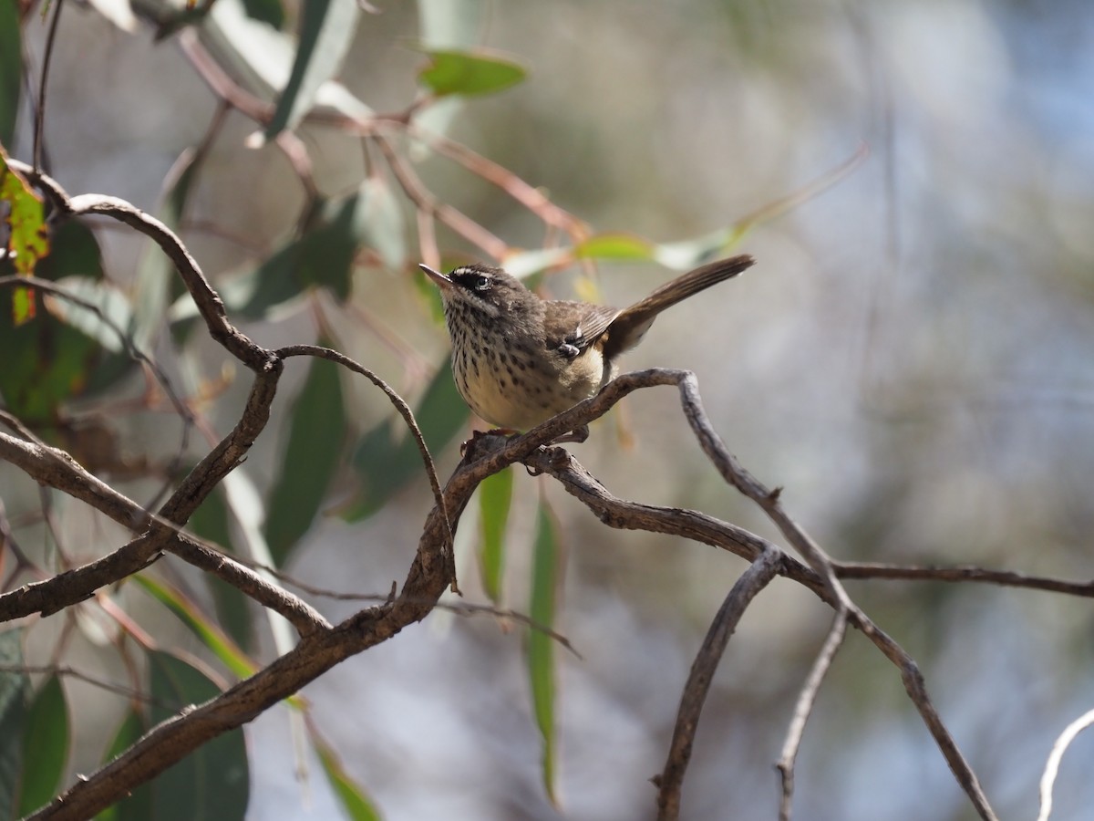 Benekli Serikornis - ML644731849