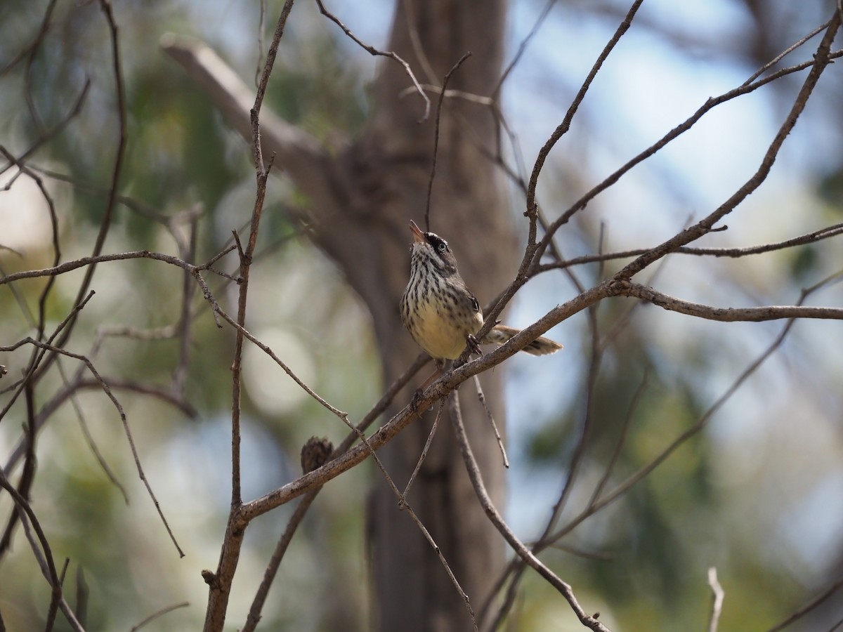 Benekli Serikornis - ML644731853