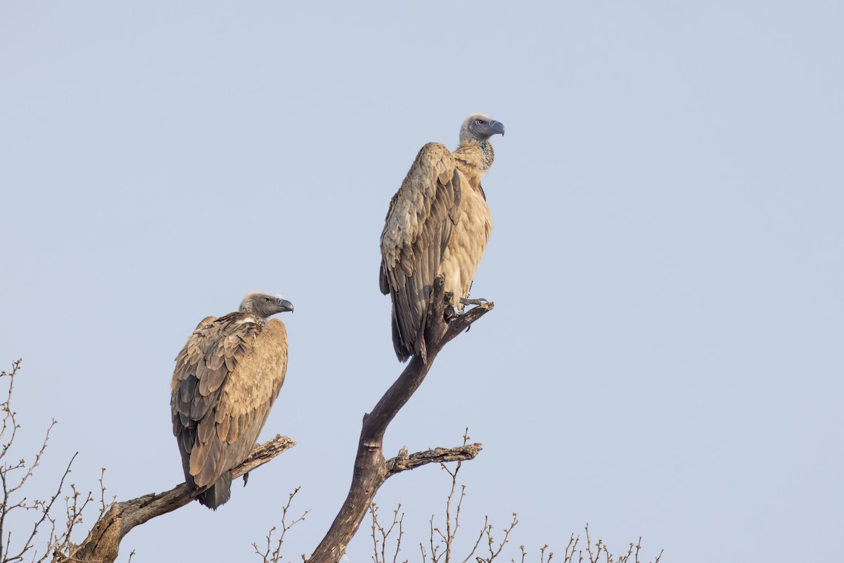 Ak Sırtlı Akbaba - ML644731856