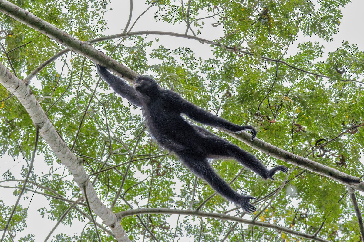 Black-faced Black Spider Monkey - ML644731862