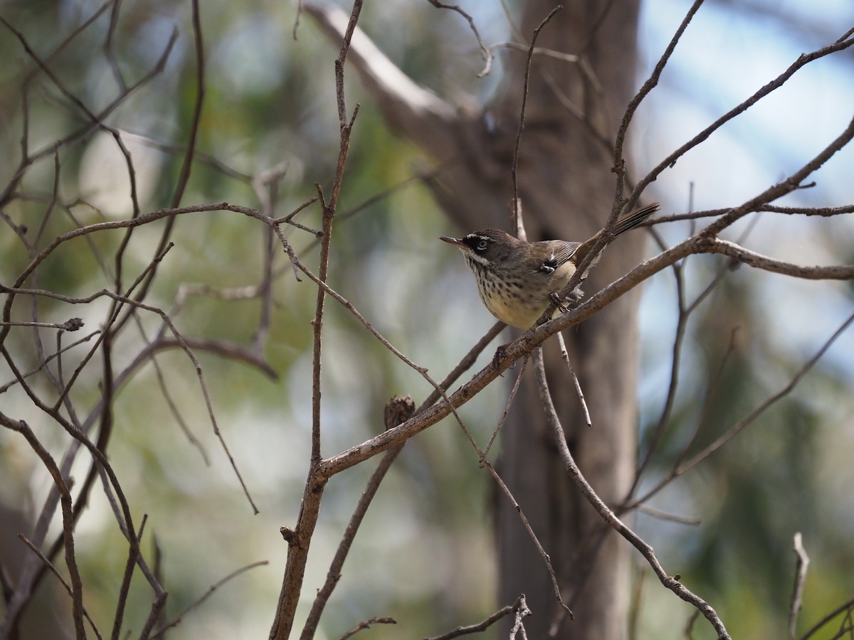 Benekli Serikornis - ML644731867