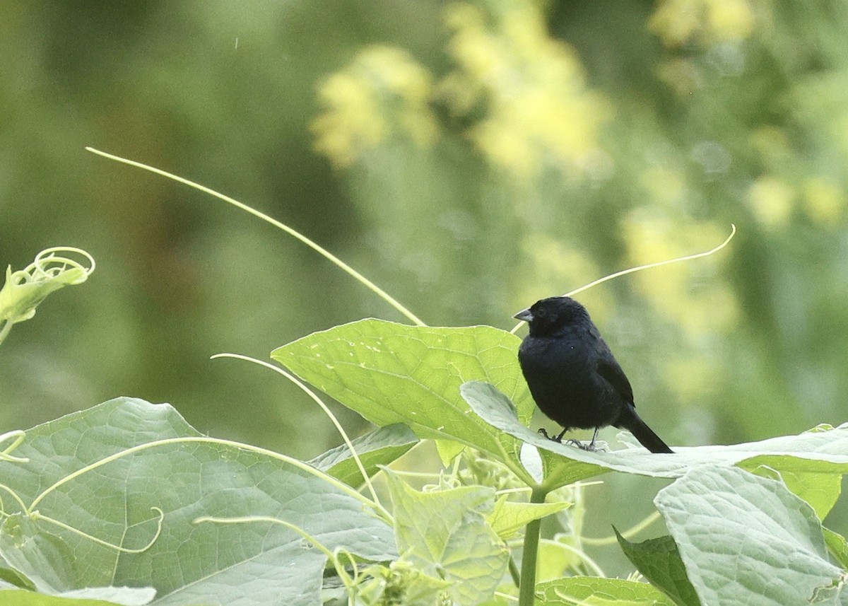 シコンヒワ - ML644731870