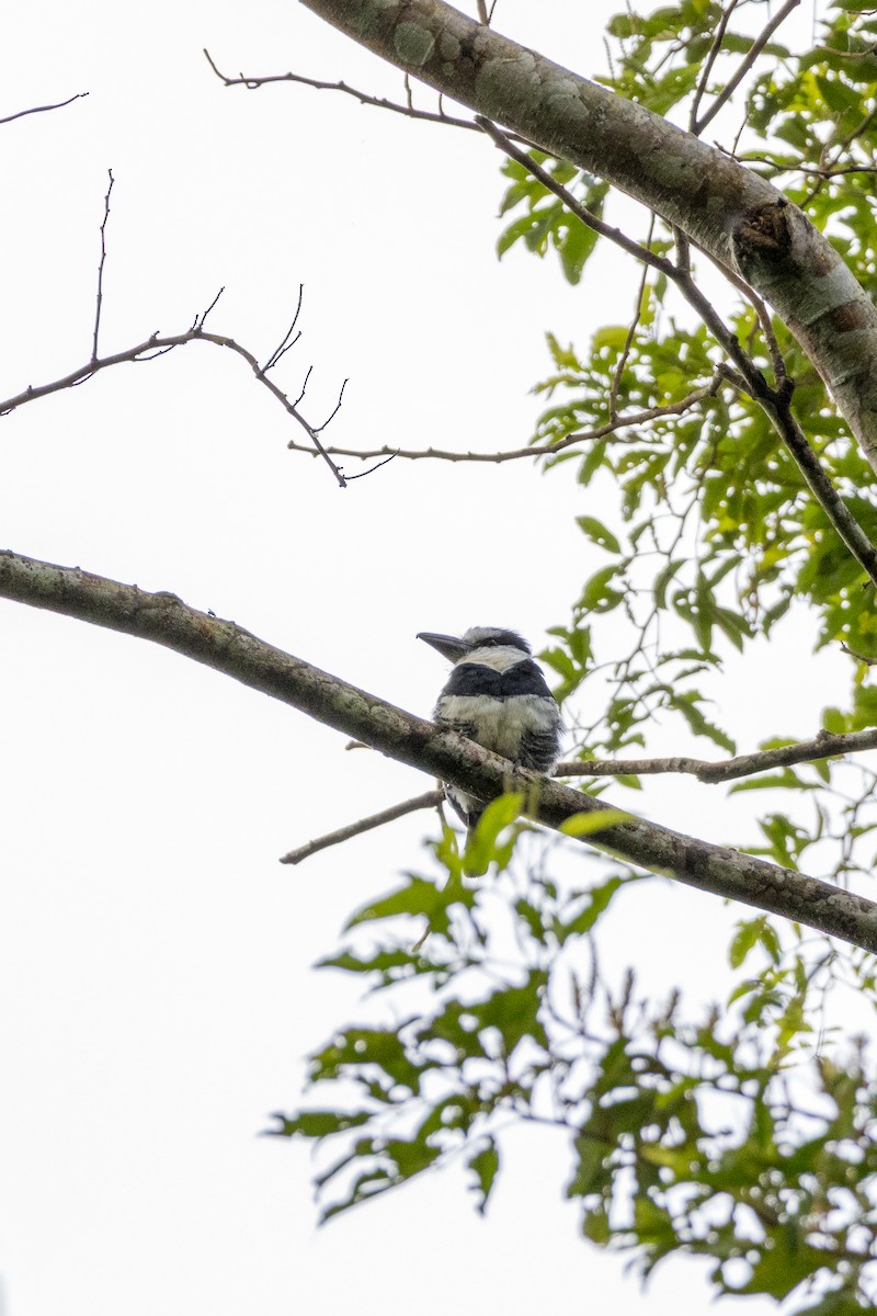 White-necked Puffbird - ML644731878