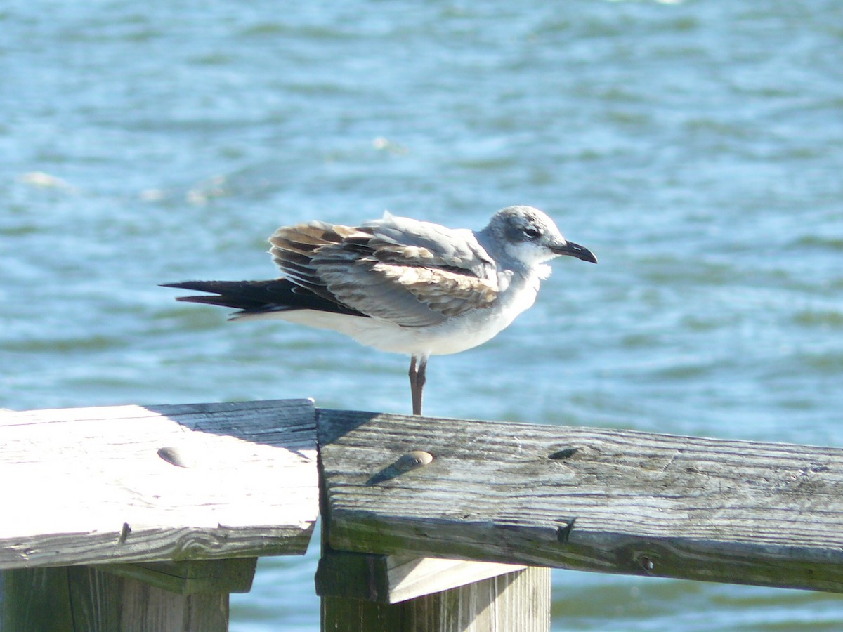 racek karibský - ML644731881