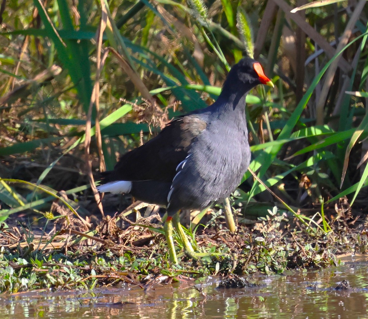 アメリカバン - ML644731886