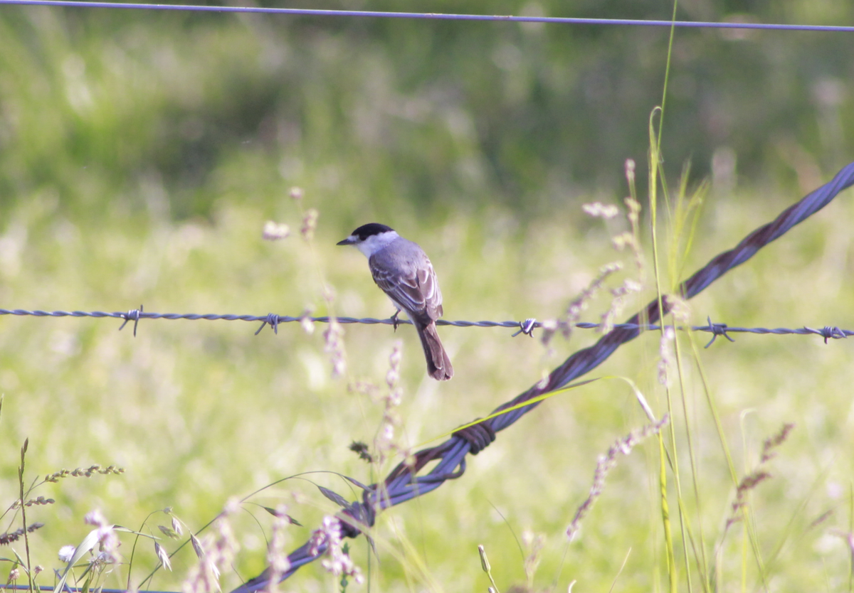 White-naped Xenopsaris - ML644731892