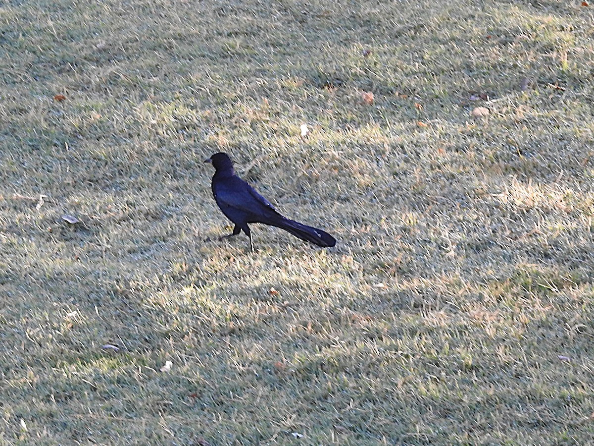 Great-tailed Grackle - ML644731893