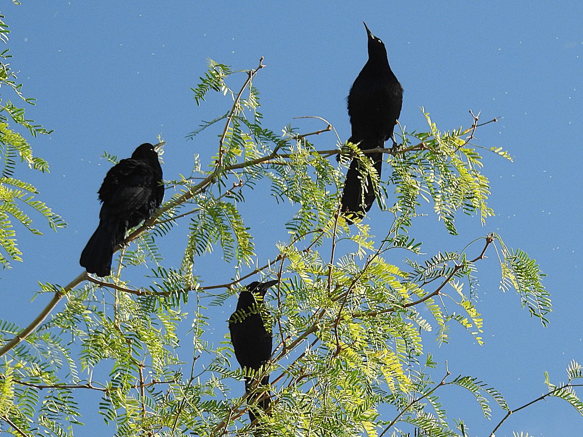 Great-tailed Grackle - ML644731894