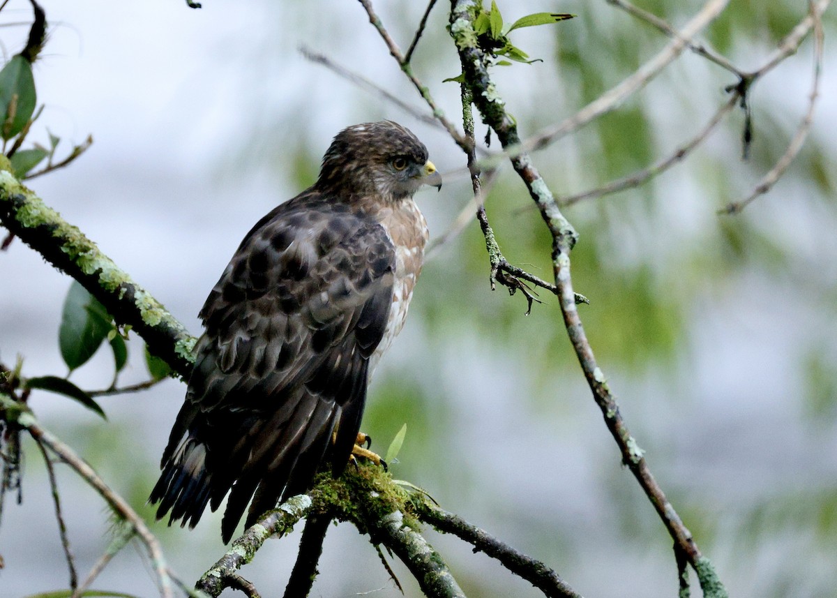 Broad-winged Hawk - ML644731895