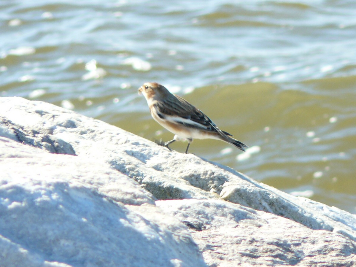 sněhule severní - ML644731898