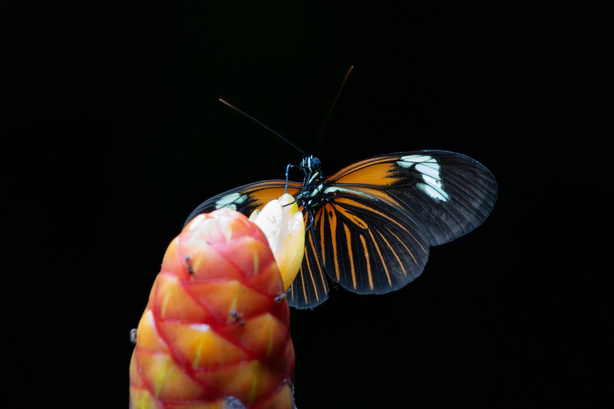 Insects - ML644731900