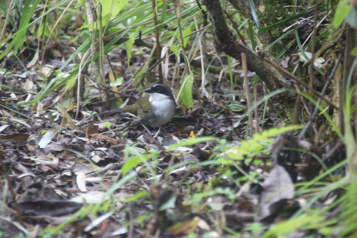 Gray-browed Brushfinch - ML644731901