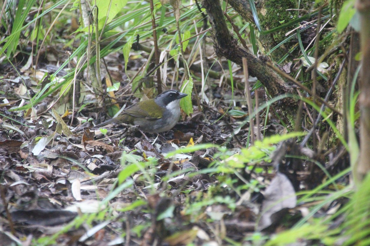 Gray-browed Brushfinch - ML644731902