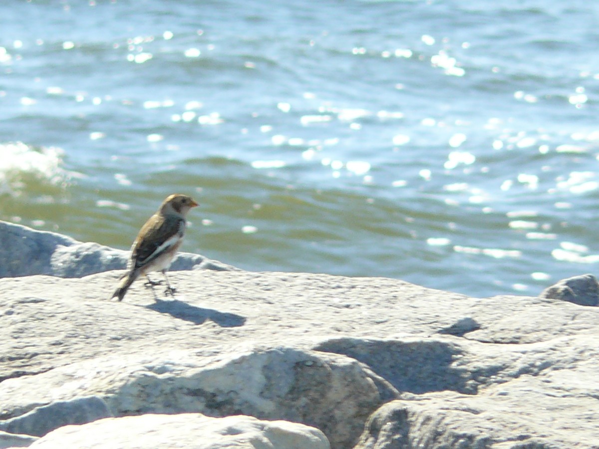 sněhule severní - ML644731911