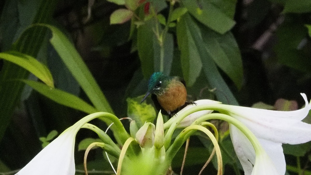 Long-tailed Sylph - ML644731914