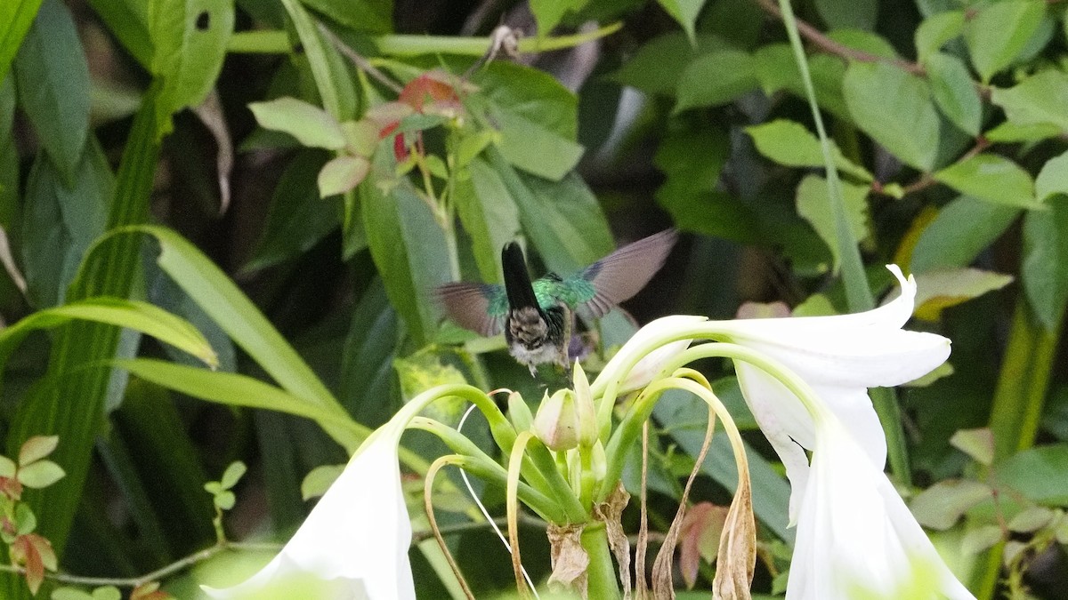 Long-tailed Sylph - ML644731917