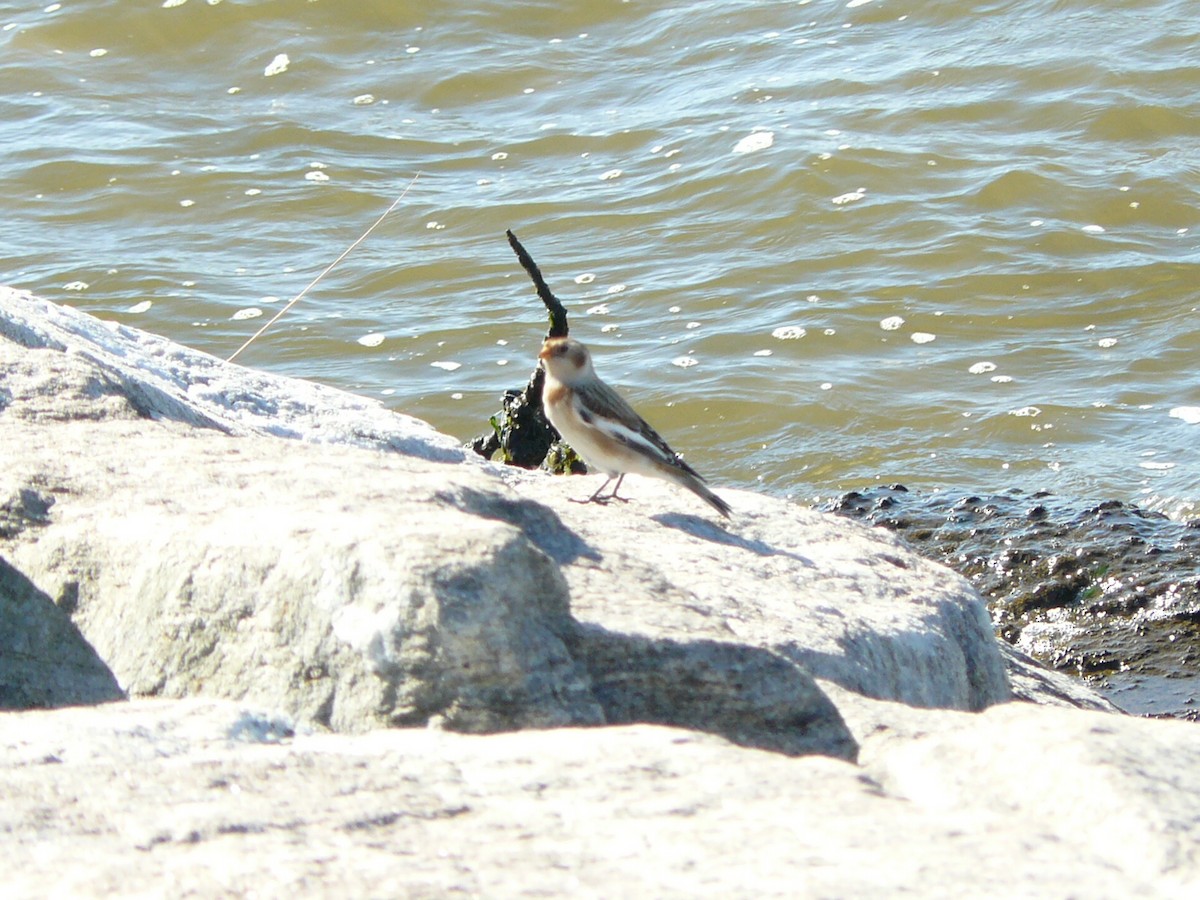 sněhule severní - ML644731923