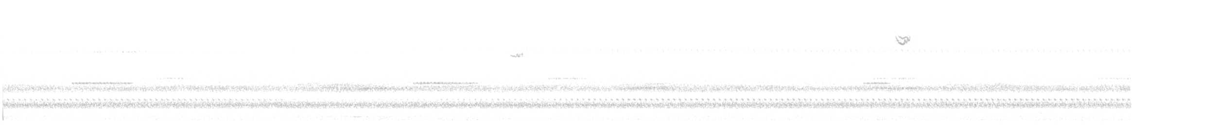 Chingolo Gorjiblanco - ML644731924