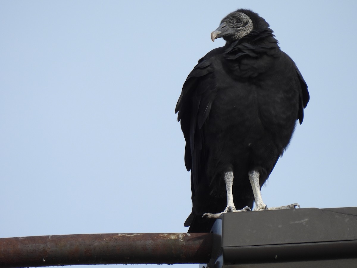 Black Vulture - ML644731935