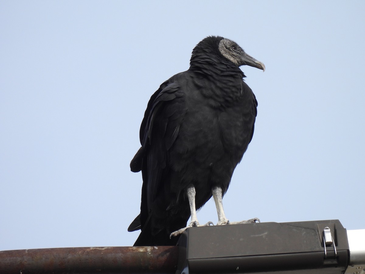 Black Vulture - ML644731936
