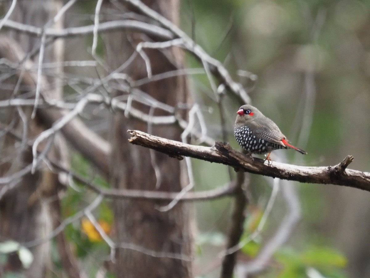 Diamante Orejirrojo - ML644731940