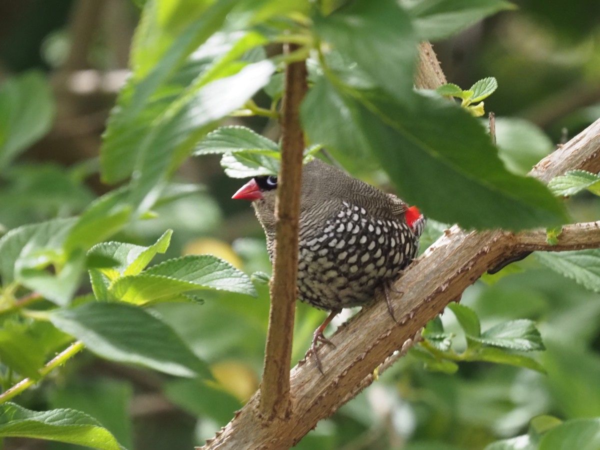 Diamante Orejirrojo - ML644731950