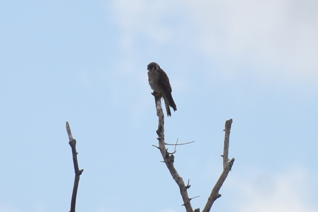 בז אמריקני - ML644731961