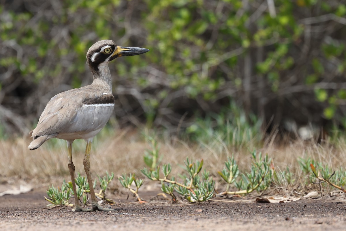 kysttriel - ML644731970