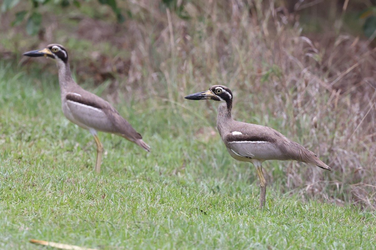 kysttriel - ML644731971