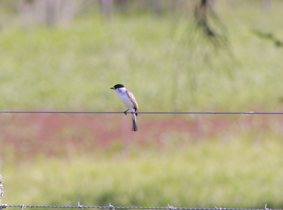 White-naped Xenopsaris - ML644731973
