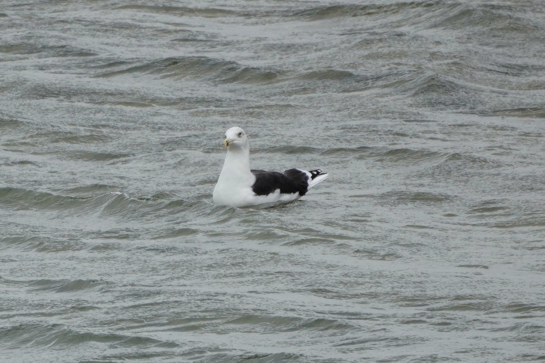 racek mořský - ML644731975