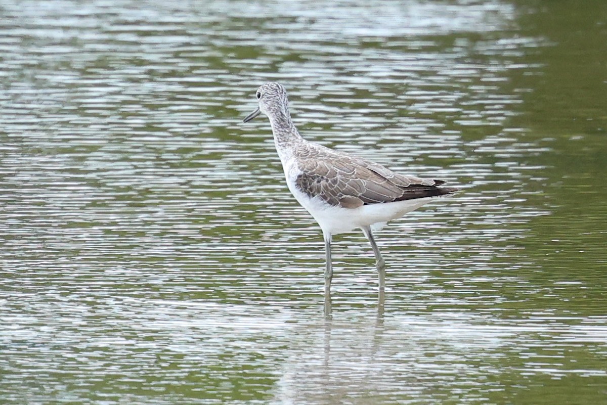 gluttsnipe - ML644731982