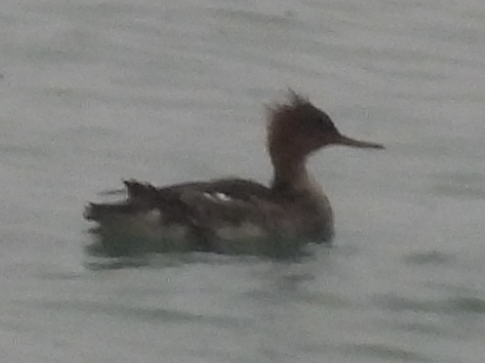 Red-breasted Merganser - ML644731990