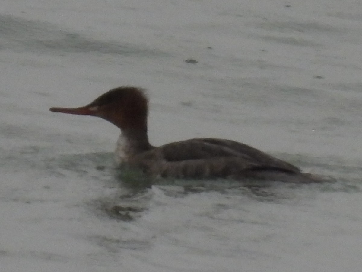 Red-breasted Merganser - ML644731991