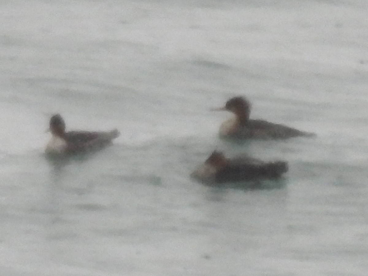 Red-breasted Merganser - ML644731992