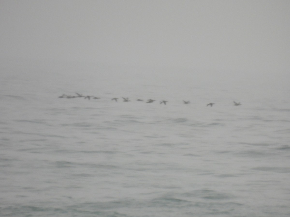 Red-breasted Merganser - ML644731993