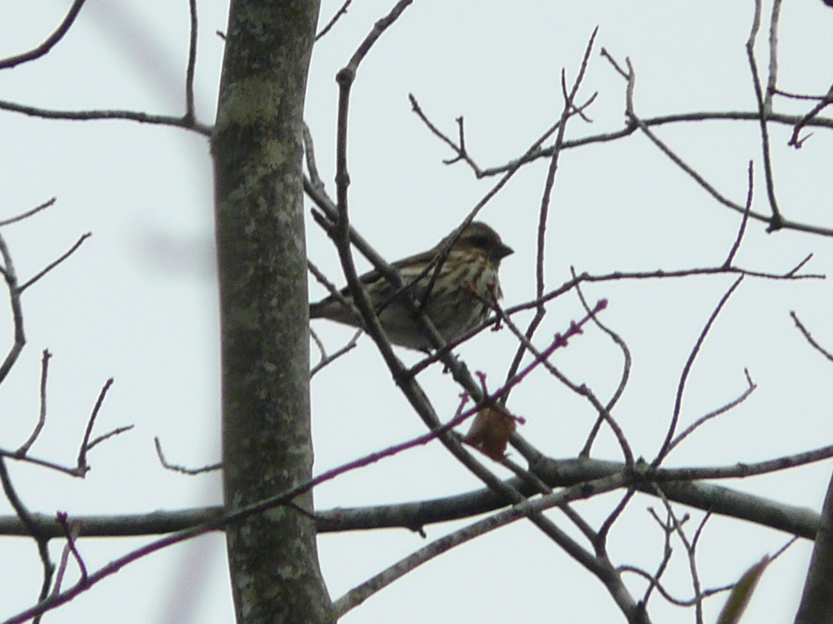 Purple Finch - ML644731998