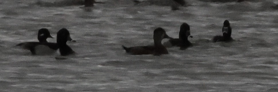 Ring-necked Duck - ML644732003