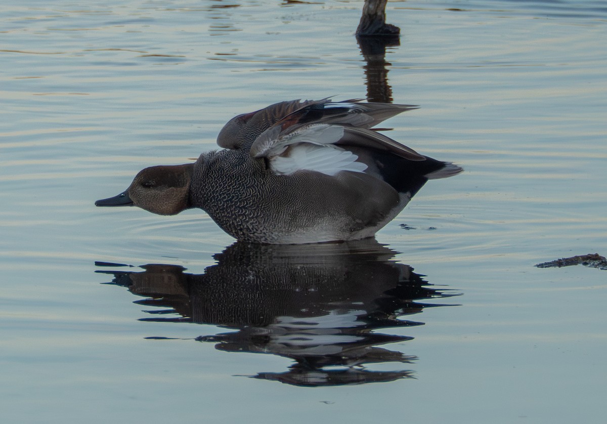 Ánade Friso - ML644732024