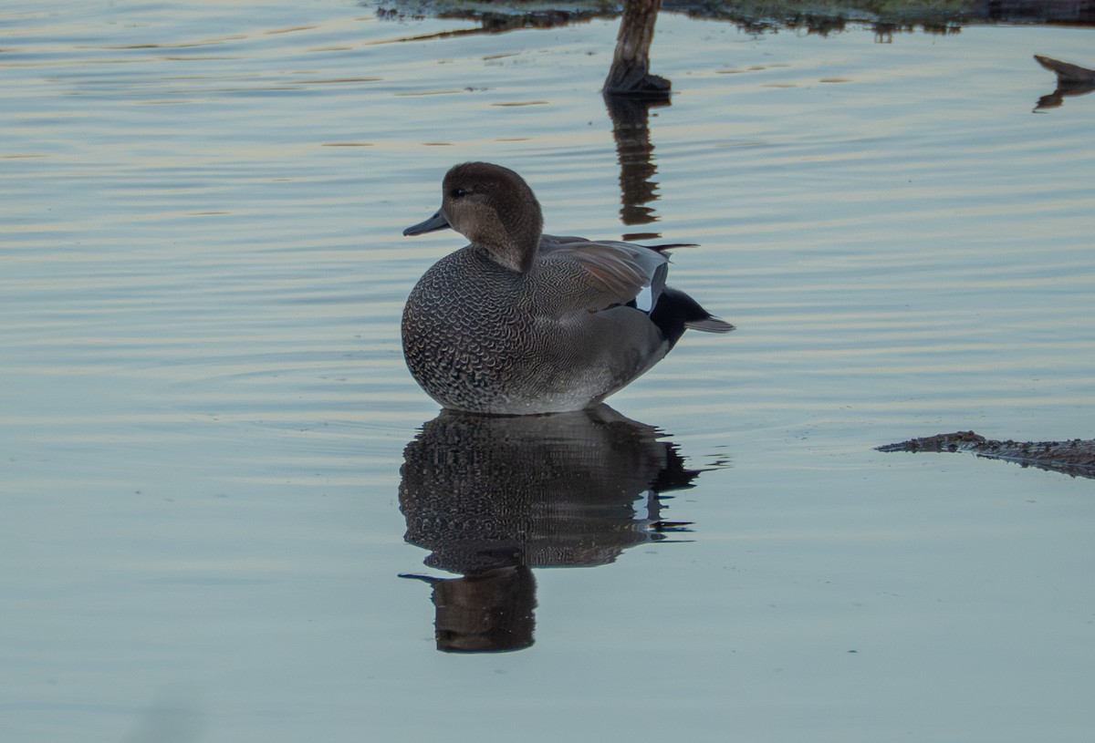 Ánade Friso - ML644732025