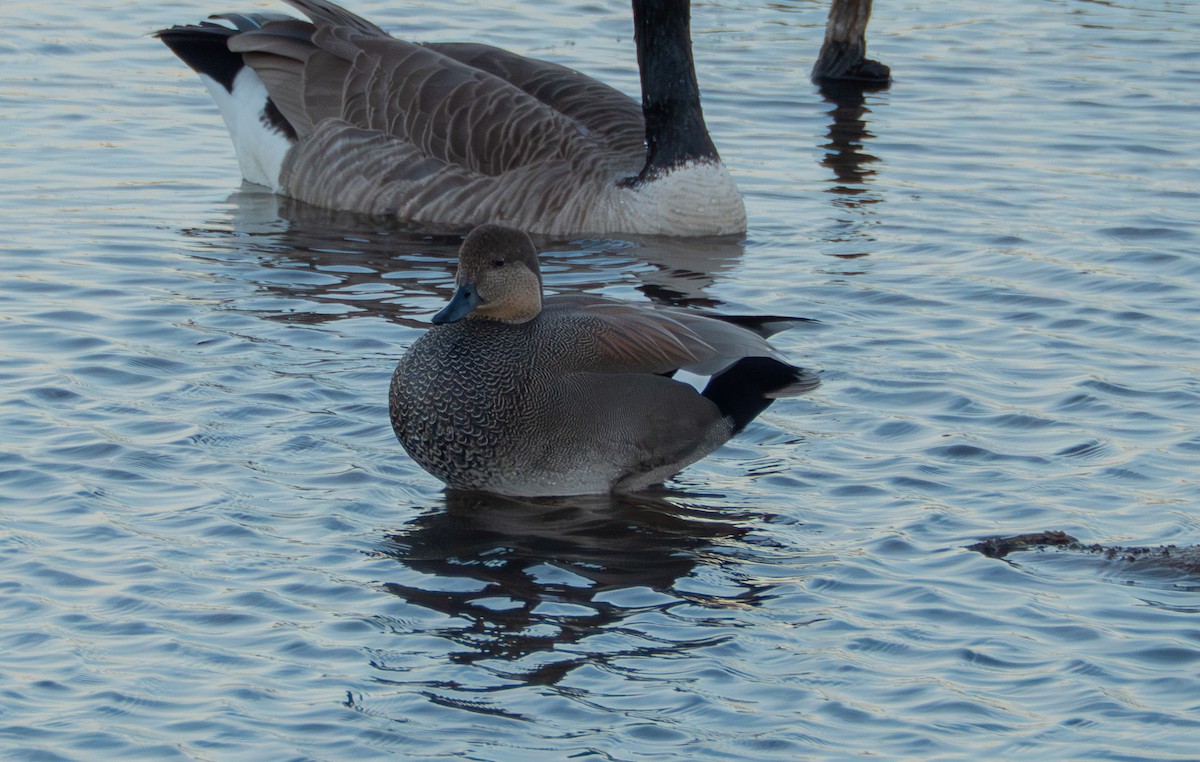 Ánade Friso - ML644732026