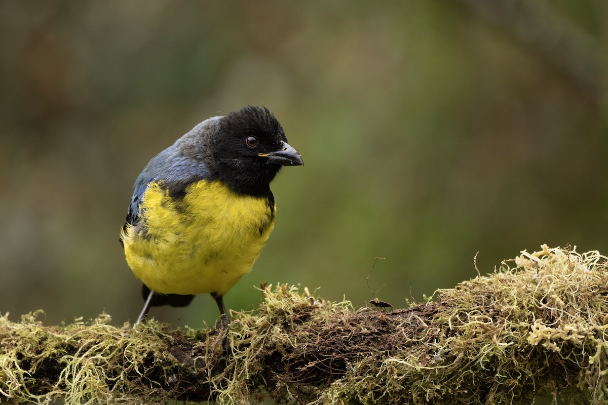 ズキンキバラフウキンチョウ - ML644732059