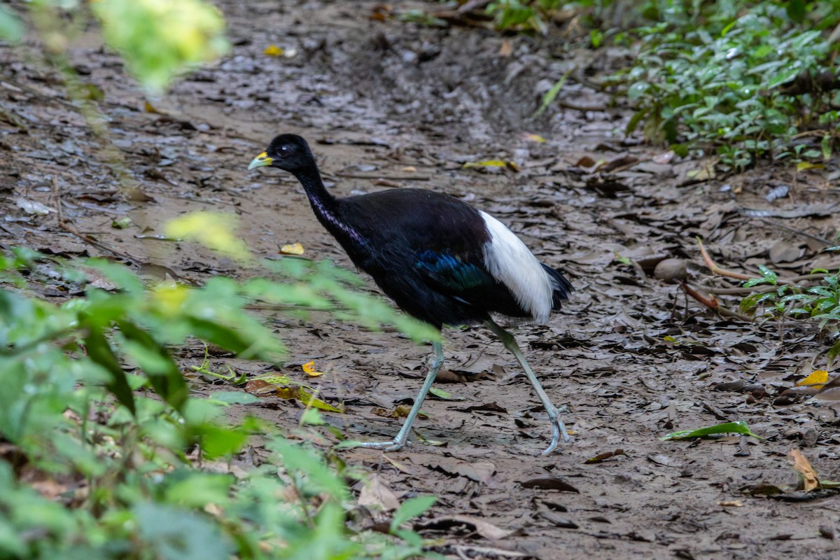 Pale-winged Trumpeter - ML644732062