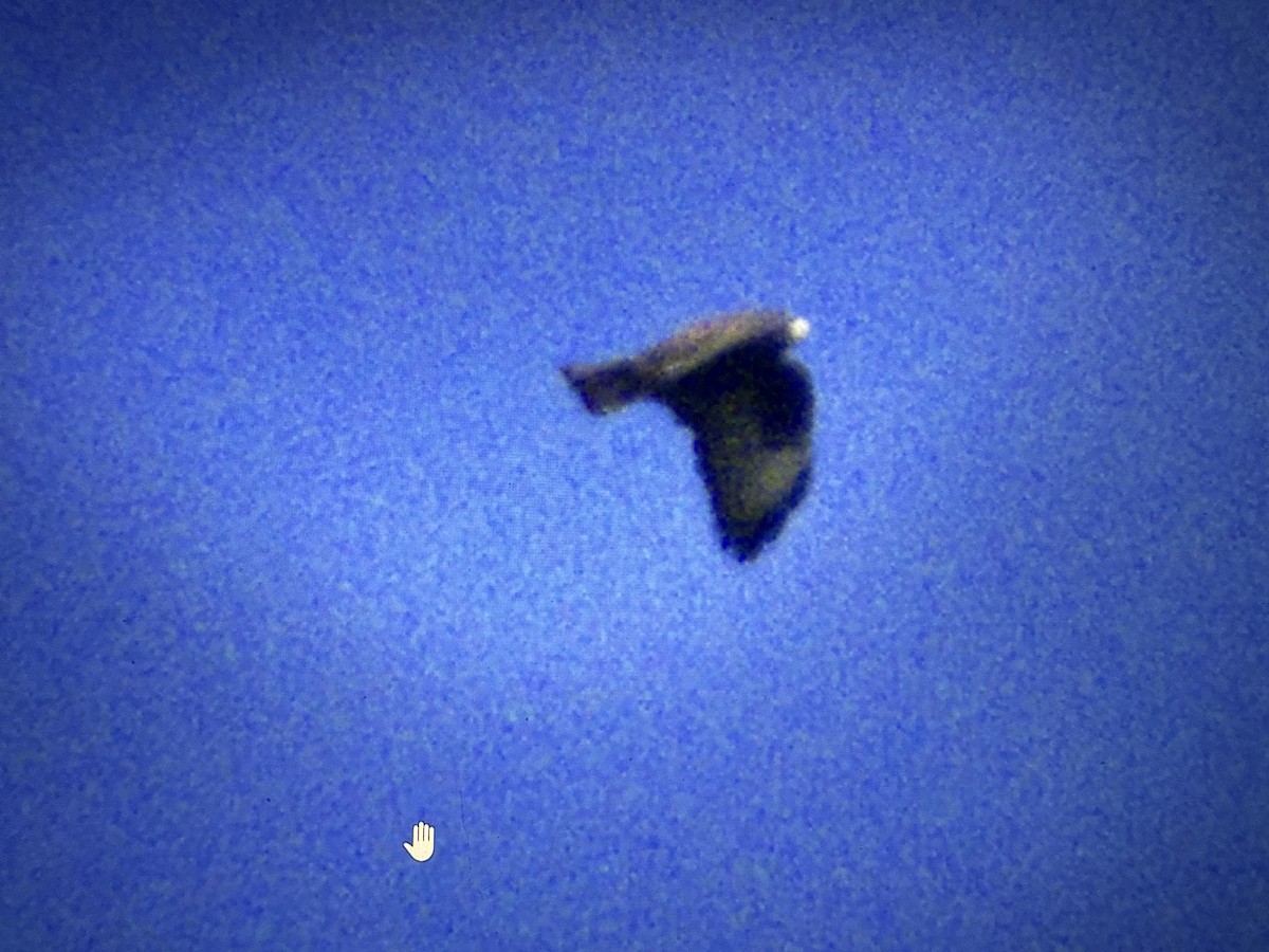 kortstjertvåk - ML644732070