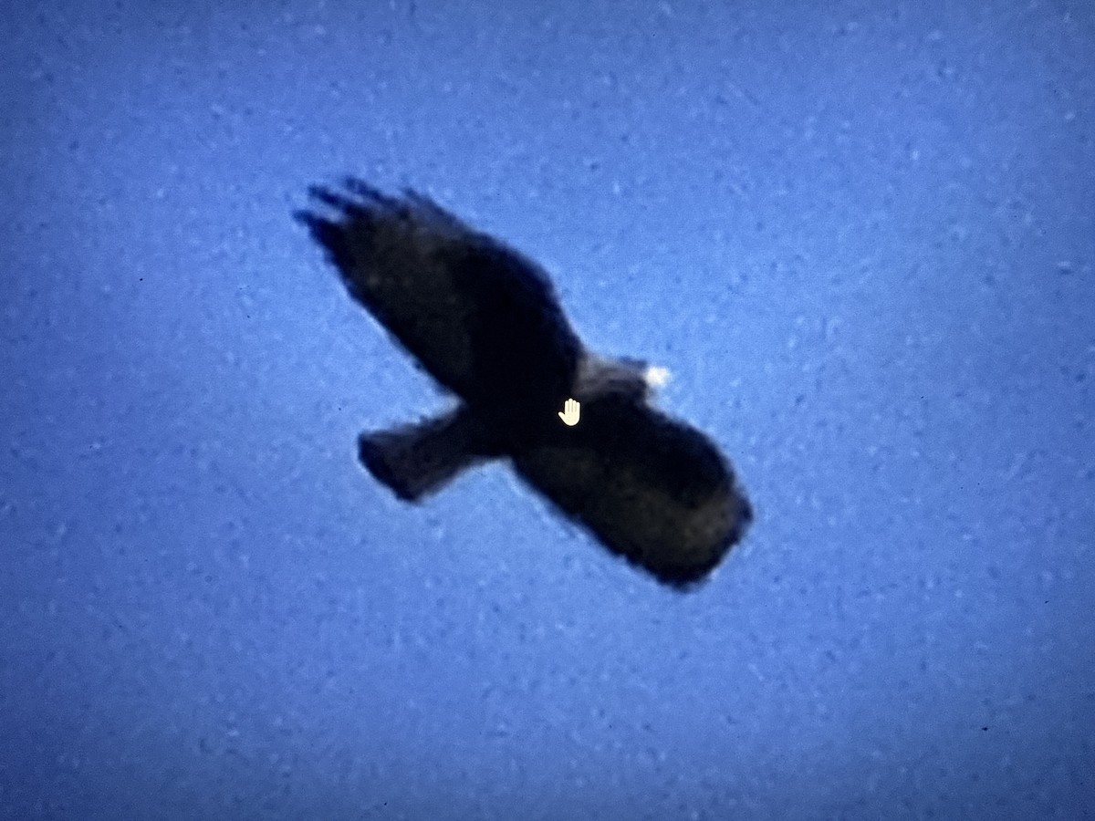 kortstjertvåk - ML644732072