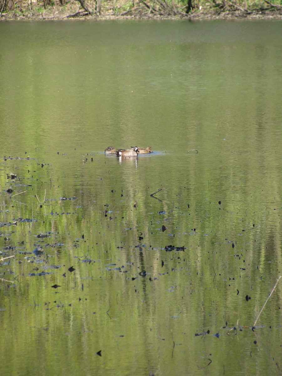 ミカヅキシマアジ - ML644732075