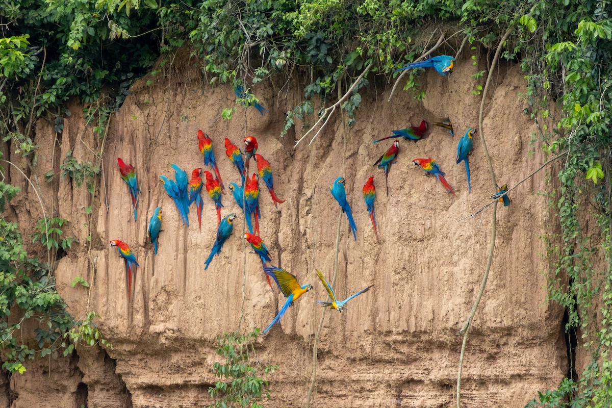 Scarlet Macaw - ML644732078