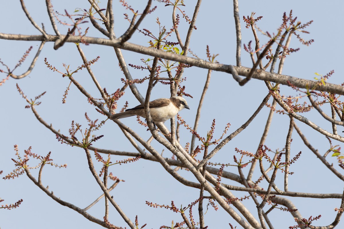 Eurocéphale à couronne blanche - ML644732079