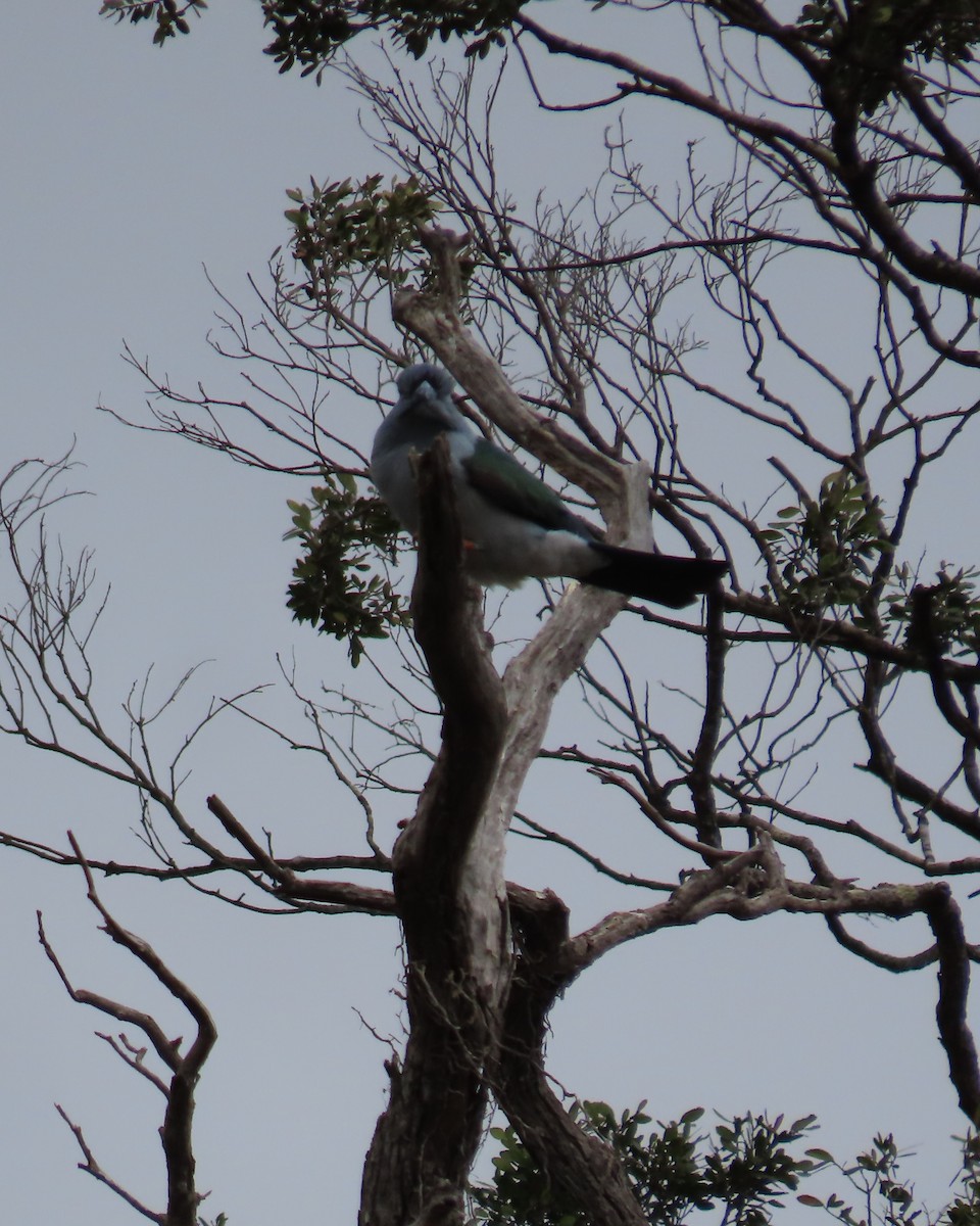 オオブッポウソウ - ML644732088